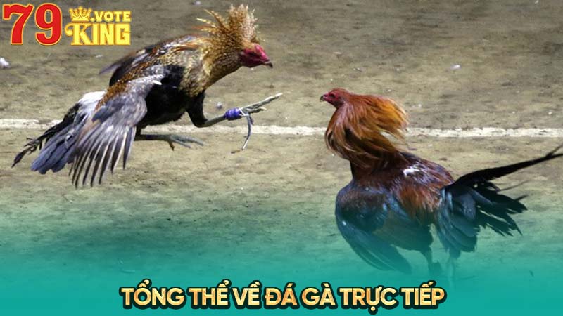 Tổng thể về đá gà trực tiếp