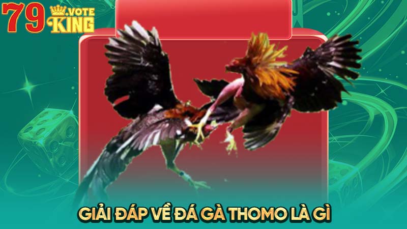 Giải đáp về Đá Gà Thomo là gì