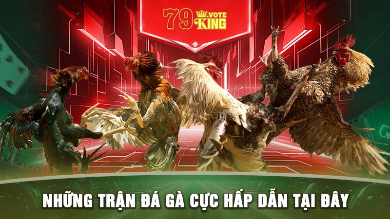 Những trận đá gà cực hấp dẫn tại đây